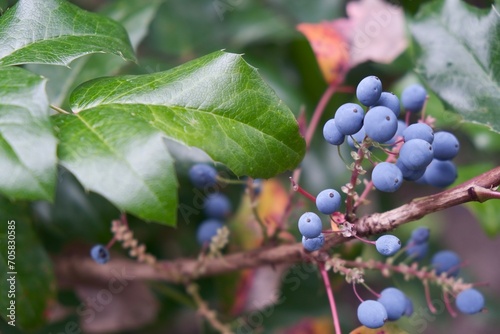 blue berries on the bush, ready for picking, Tasty sweet berry, green leaves