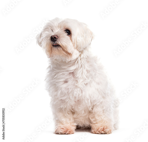 Sitting Maltese looking up, Isolated on white