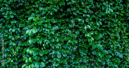 Natural green leaves fence wall in natural garden for background, texture leaves of tree is background. fresh Green leaves leafy bushes growing on lawn ground, environmentally friendly.Close-up. photo