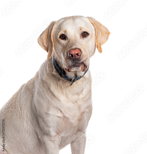 Labrador retriever with dog collar  Isolated on white