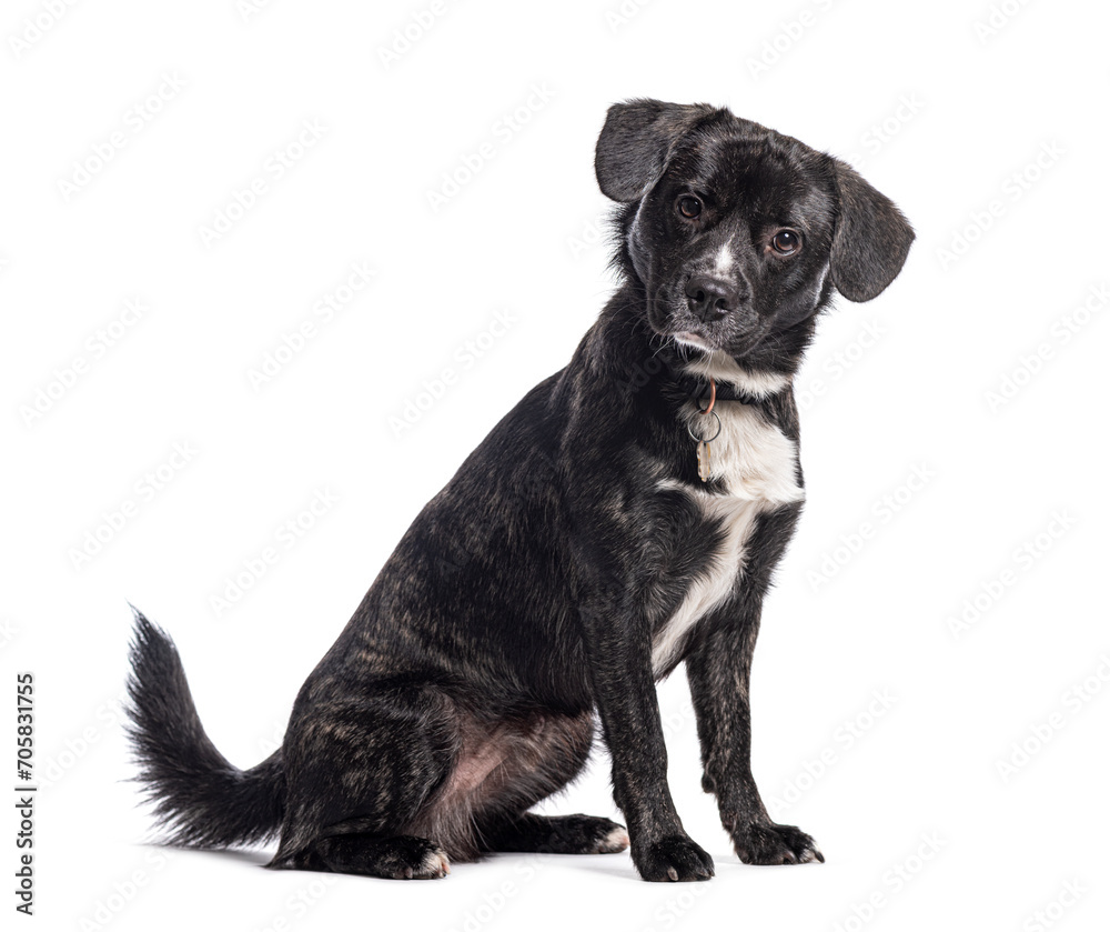 Mongrel wearing a dog collar, Isolated on white Mongrel wearing a dog collar, Isolated on white