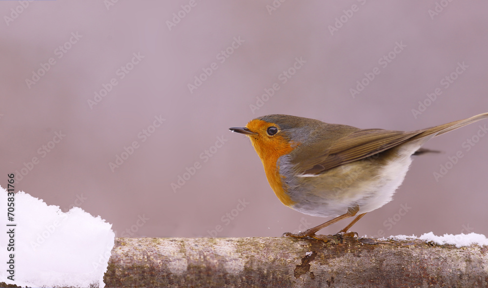 Obraz premium A robin stands on a branch, on a blurred pink background, its beak covered in snowflakes