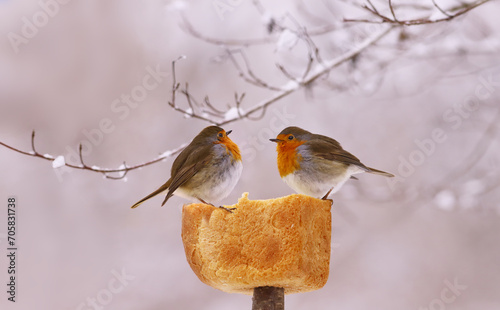 A pair of robins found food among the snowy kingdom...