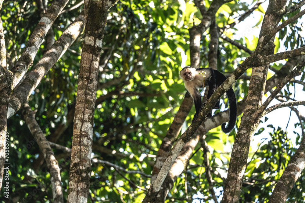 white face monkey in the tree Costa Rica jungle travel white face monkey in the tree Costa Rica jungle travel