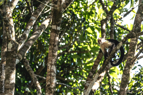 white face monkey in the tree Costa Rica jungle travel