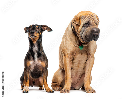 Sharpei and mongrel wearing a dog collar, Isolated on white