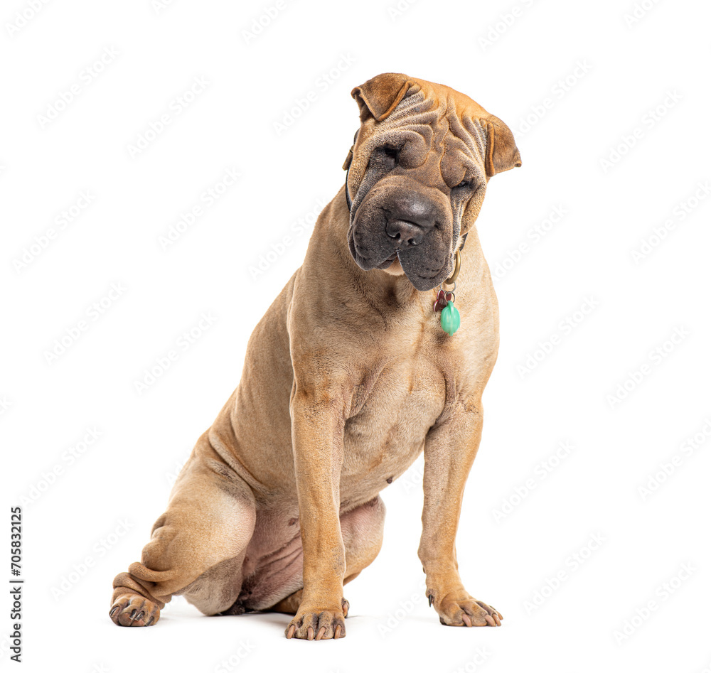 Adult Sharpei wearing a dog collar, Isolated on white