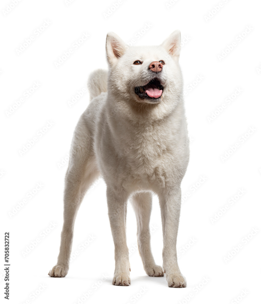 Akita Iun, Isolated on white Akita Iun, Isolated on white