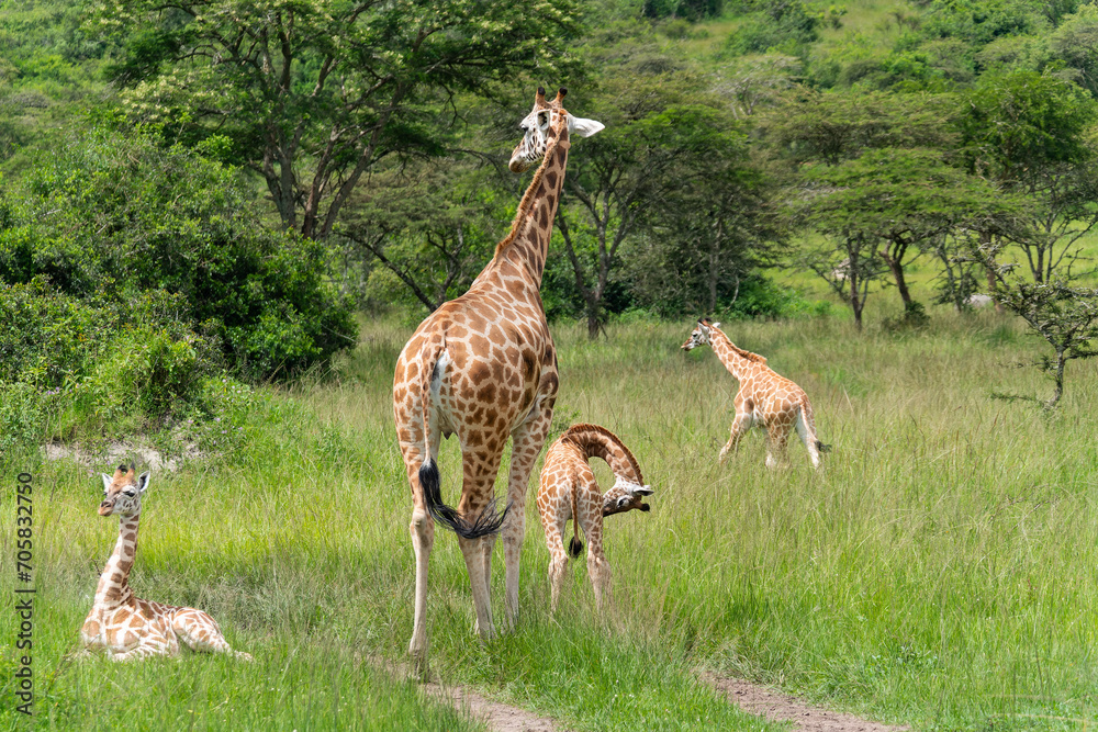 Gruppe von seltenen Uganda-Giraffen Jungtieren in Graslandschaft mit Akazien Gruppe von seltenen Uganda-Giraffen Jungtieren in Graslandschaft mit Akazien