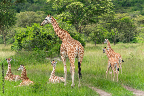 Rothschild s-Giraffen Mutter mit  Jungtieren in Graslandschaft mit Akazien