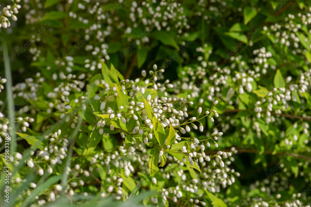 Deutzia gracilis duncan Chardonnay pearls white flowering shrub, beautiful ornamental flowers starting to bloom Deutzia gracilis duncan Chardonnay pearls white flowering shrub, beautiful ornamental flowers starting to bloom