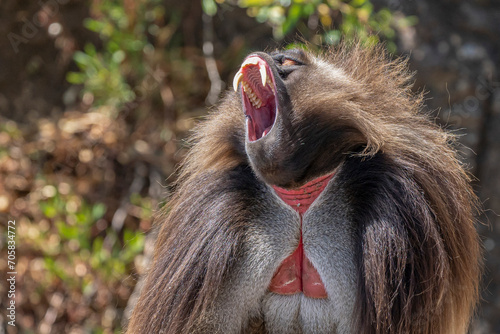 Photography Fearsome Teeth of the Gelada Baboon
