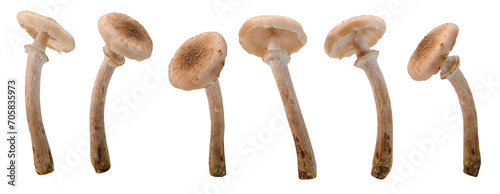 Many honey fungus mushrooms at various angles on white background