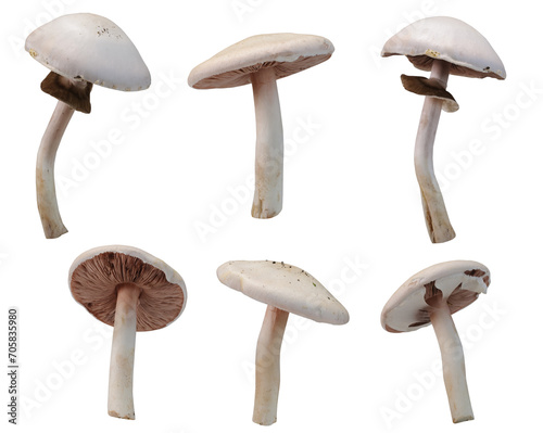 Many Cortinarius violaceus mushrooms at various angles on white background