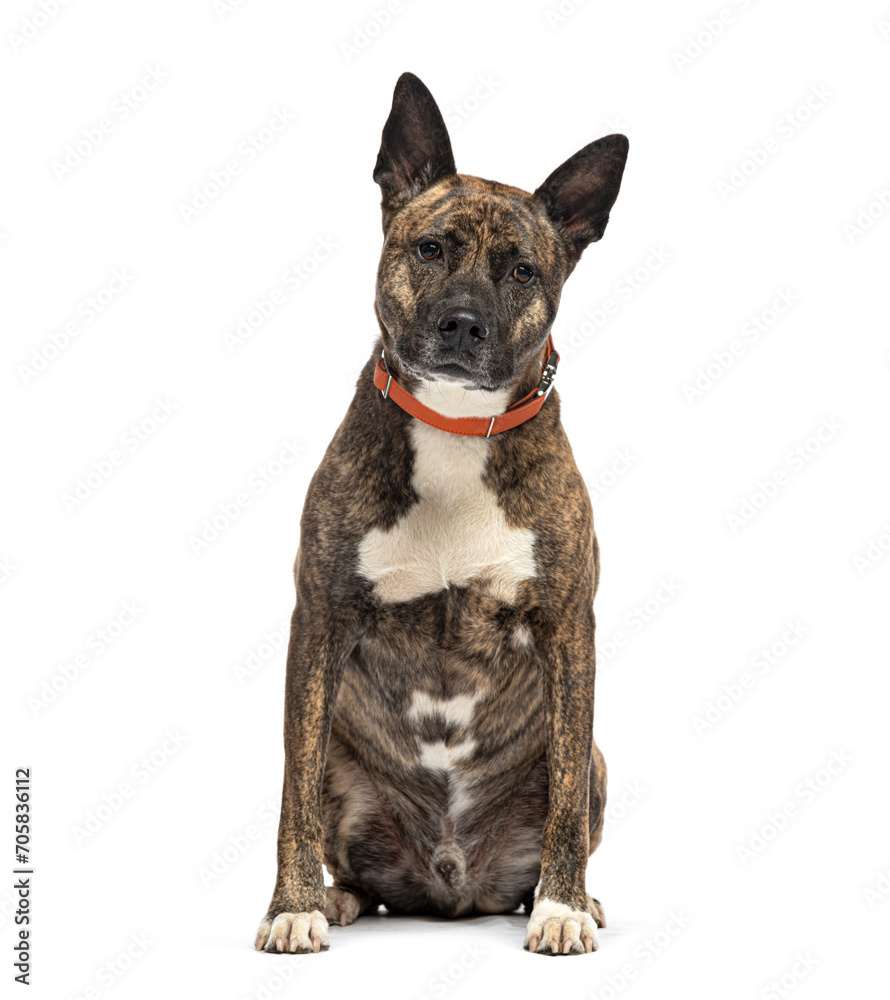 Sitting Mongrel wearing a dog collar , isolated on white Sitting Mongrel wearing a dog collar , isolated on white
