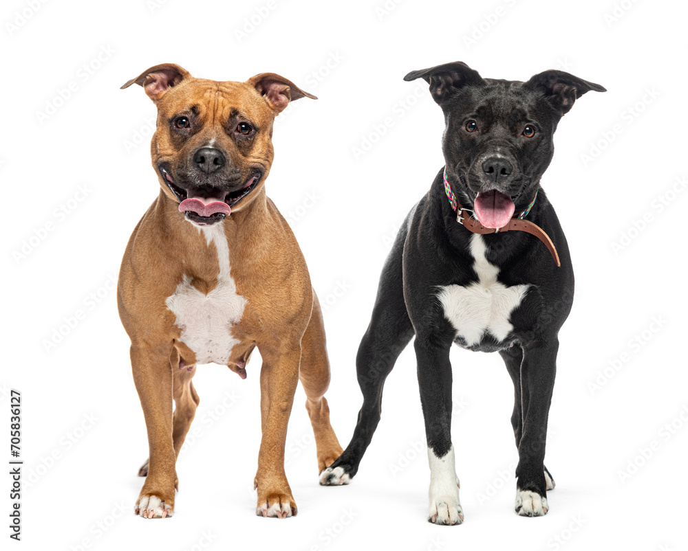 Two Am Staff panting and wearing a dog collar, isolated on white Two Am Staff panting and wearing a dog collar, isolated on white