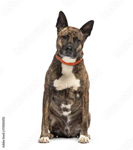 Sitting Mongrel wearing a dog collar , isolated on white