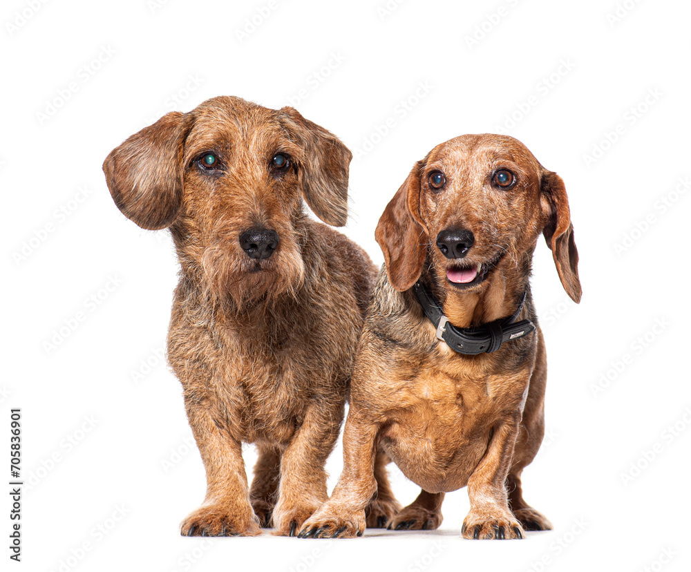 Two red Dachshund wearing a dog collar