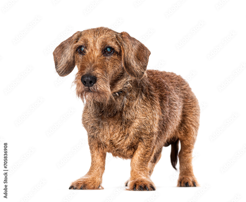 Red Dachshund, Isolated on white