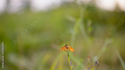 yellow butterfly with a beautiful background, as well as details of a butterfly © parianto