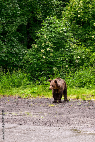 Brown bear  Ursus arctos  looks at the camera on the road of Transfagarasan  Transylvania Romania