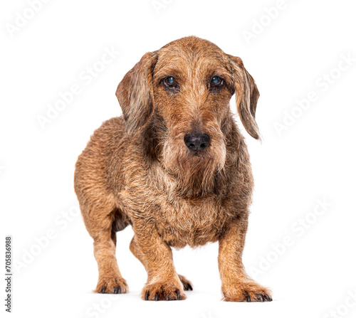 Red Dachshund  Isolated on white