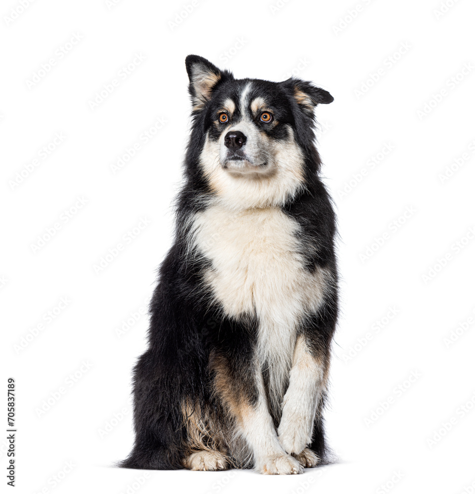 Black and white Mongrel sitting, Isolated on white