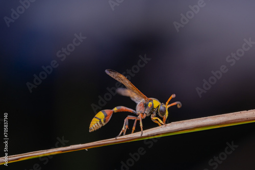 bees, yellow jackets taken at close range reveal details