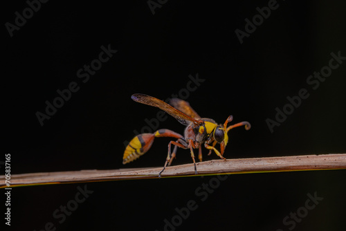 bees, yellow jackets taken at close range reveal details