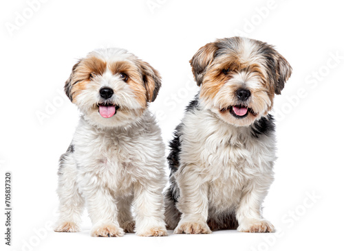 Two Biewer Terrier dogs sitting together, Isolated on white
