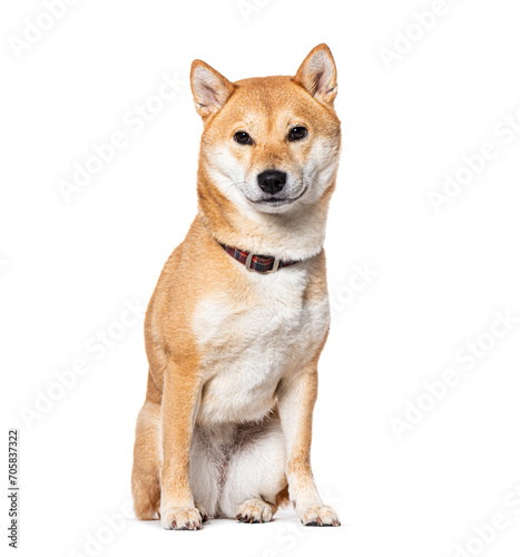Sitting Shiba Inu wearing a dog collar, Isolated on white