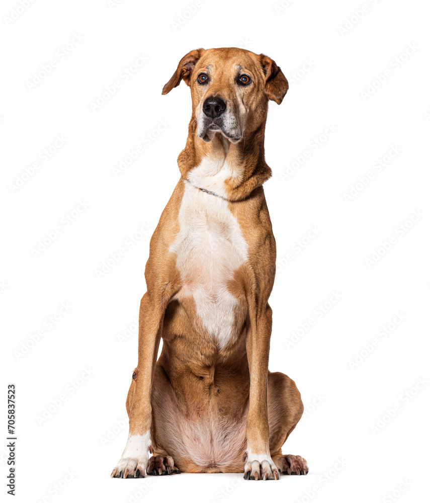 Mongrel looking away, wearing a collar, Isolated on white Mongrel looking away, wearing a collar, Isolated on white
