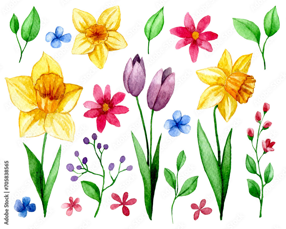 set with spring flowers. watercolor drawing of daffodils, tulips, cosmos, leaves and branches