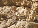 Mountain Goat on the Rocks