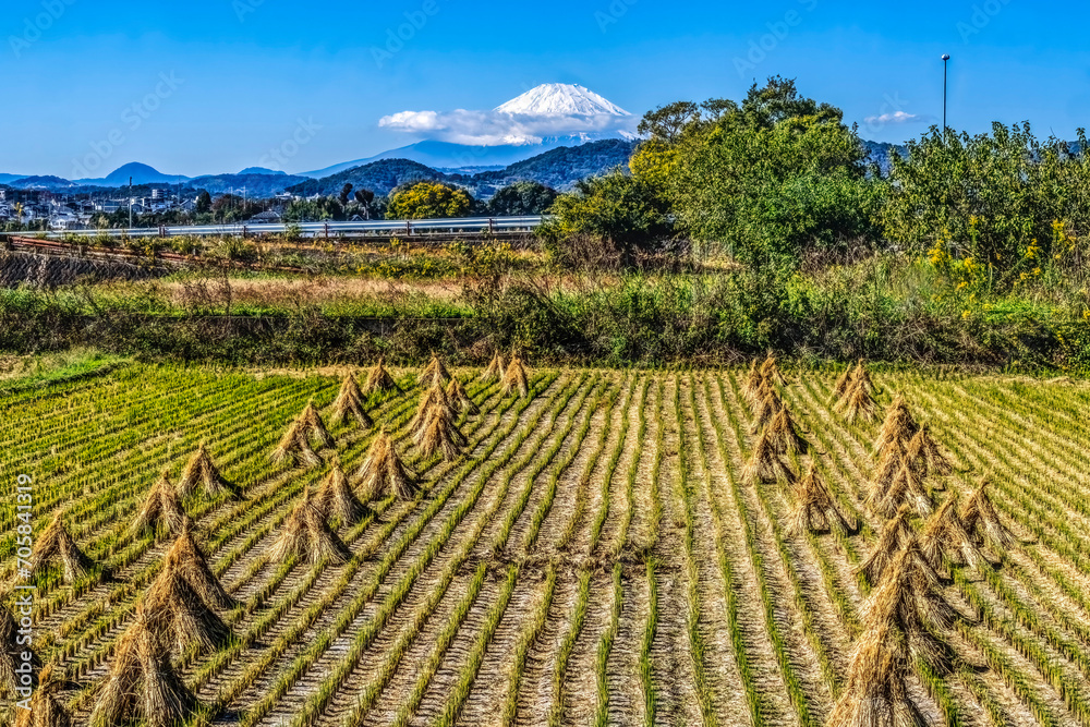 Colorful Rice Field Countryside Mount Fuji Hiratsuka Kanagawa Japan