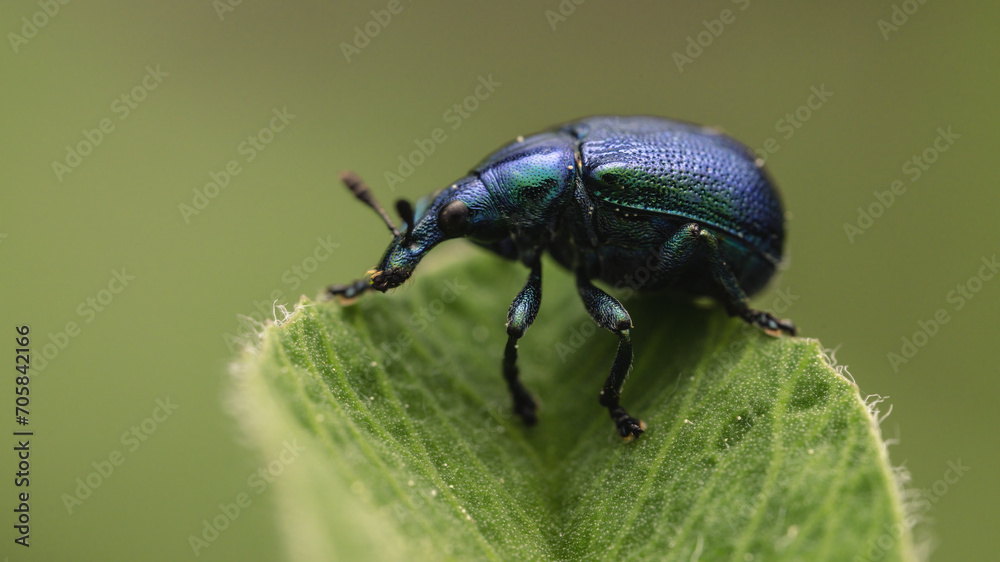 Rebenstecher (Byctiscus betulae) Rebenstecher (Byctiscus betulae)