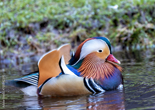 Mandarin Duck (Aix galericulata) - Splendid Visitor to Dublin's National Botanic Gardens