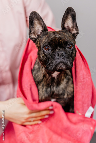 After the bath, the groomer or veterinarian drys the dog with a towel. Animal spa and hygiene concept in groomer salon. Funny French bulldog on a light background. © Vladislav