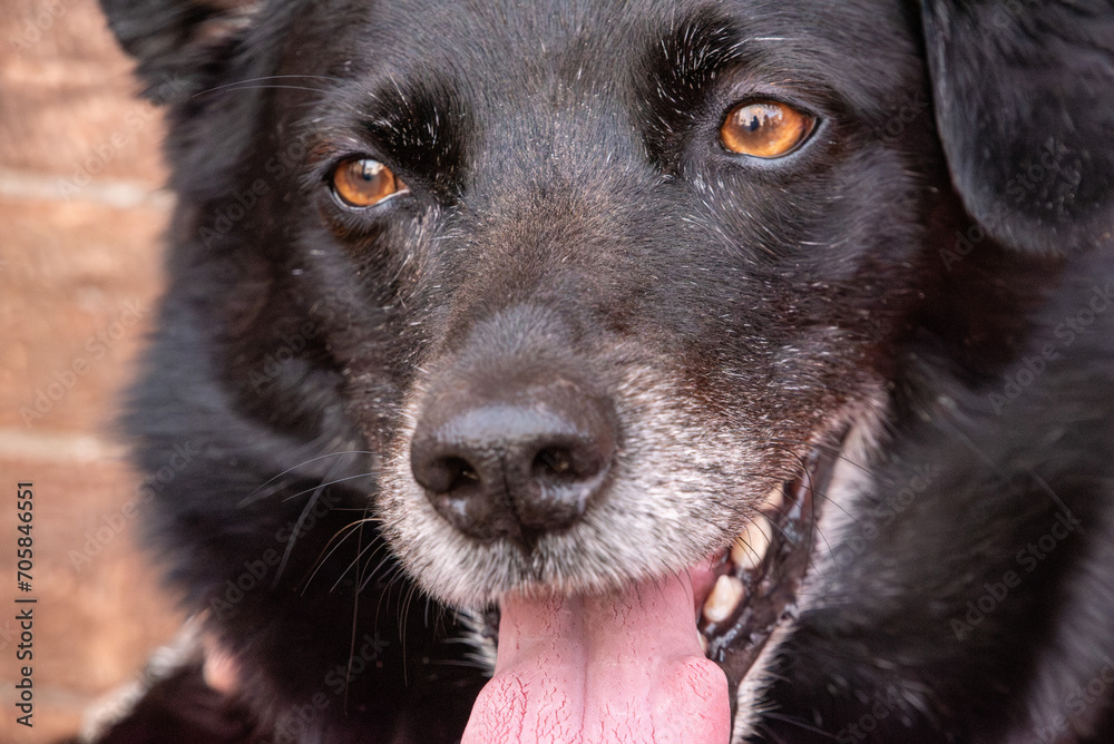 Face of a tired black dog in Italy