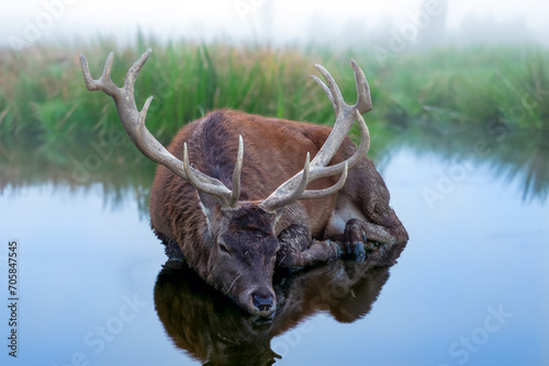 Müder Hirsch nach der Brunft