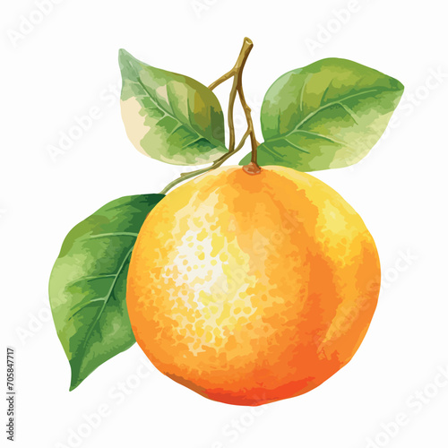 Watercolor vector illustration of a banner with citrus fruits and leaves.