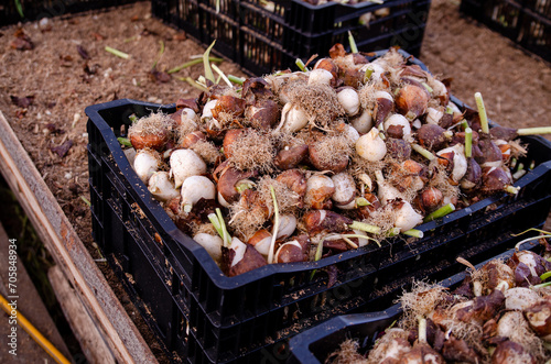 Recycled tulip bulbs after burning. Recycled tulip bulbs for use in gardens and parks. Not intended for commercial production. Close-up