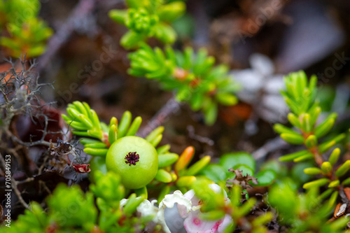 Crowberry, also known as blackberry, in its green phase before ripening, found on the arctic tundra with other plants in the background, Nunavut, Canada photo