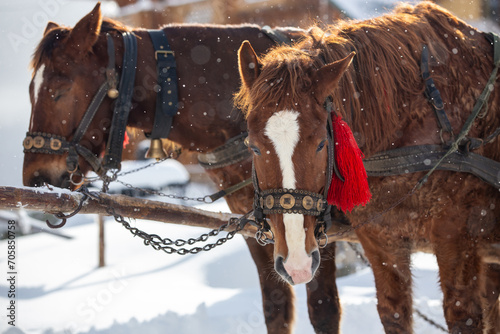 Horses at a ski resort