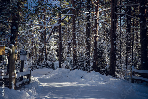 forest in winter