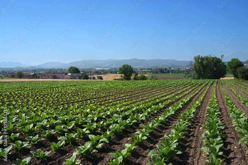 Rural landscape in Sannio, Benevento province, Italy