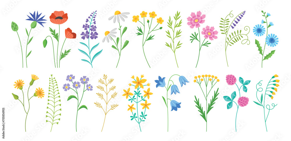 Beautiful wildflowers. Different types of flowering wild field plants, blooming botanical elements, summer and spring nature, vector set.eps