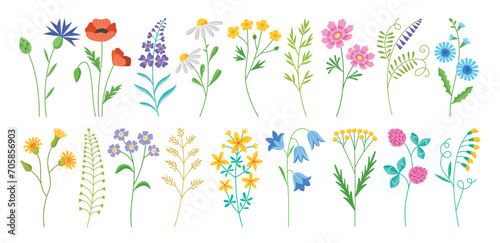 Beautiful wildflowers. Different types of flowering wild field plants  blooming botanical elements  summer and spring nature  vector set.eps
