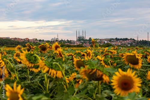 Selimiye Mosque in sunflowers, Edirne