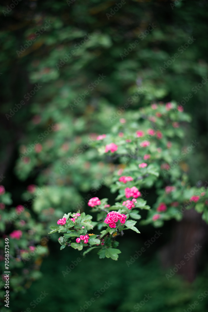 Green tree branch blooming with red small flowers with beautiful bokeh.